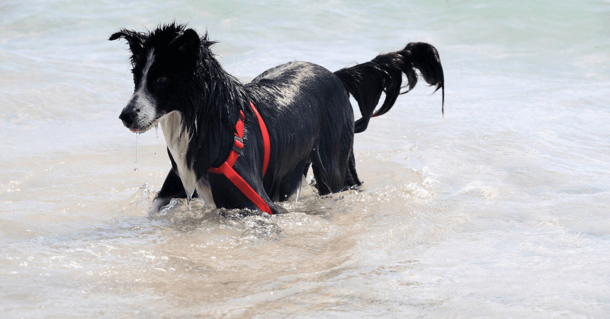 I migliori stabilimenti balneari per cani a Isola delle Femmine