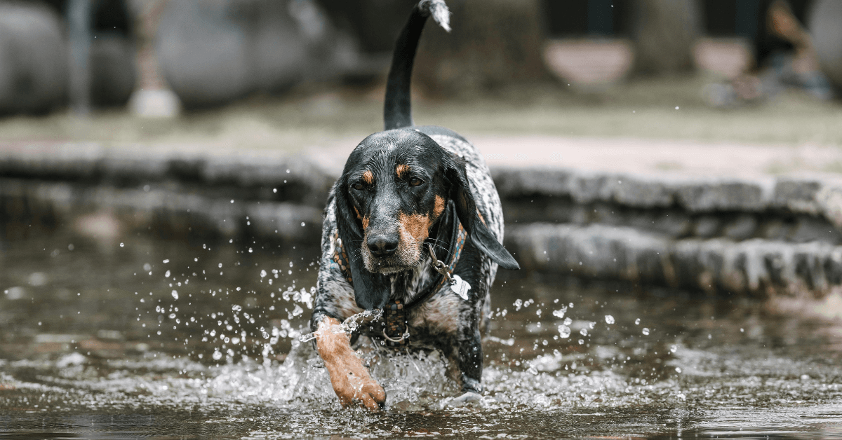 I migliori stabilimenti balneari per cani a Meta